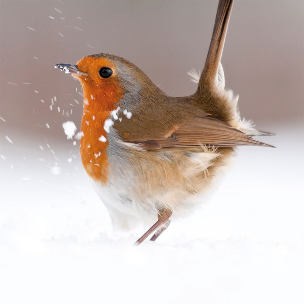 Robin: Territorial Strut Wildlife Photographer of The Year 5 Christmas Cards with Envelopes