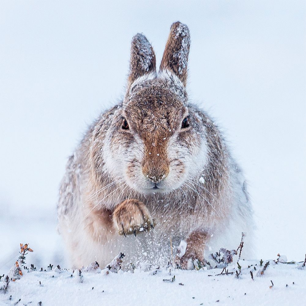 Snow Hare Wildlife Photographer of The Year 5 Christmas Cards with Envelopes